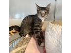Adopt Gecko a Gray or Blue Domestic Shorthair / Mixed cat in Kanab