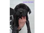 Adopt Ebony a Black German Shepherd Dog / Border Collie dog in Calgary