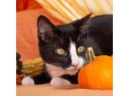 Adopt Gwen a All Black Domestic Shorthair / Mixed cat in Morgan Hill
