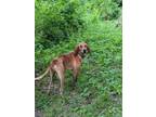 Adopt Junior a Redbone Coonhound / Mixed dog in Bloomington, IN (38889547)