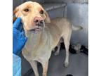 Adopt Rose a Tan/Yellow/Fawn Labrador Retriever / Mixed dog in Edinburg