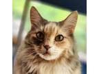 Adopt Peppermint Patty a Cream or Ivory Domestic Longhair / Mixed cat in