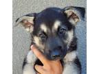 Adopt Kain a Black - with Gray or Silver Shepsky / Mixed dog in Cashmere