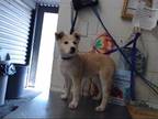 Adopt MIMI a Brown/Chocolate Australian Shepherd / Mixed dog in San Bernardino
