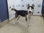 Adopt BLUE a Black - with White Husky / Mixed dog in Doral, FL (34725364)