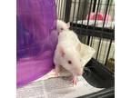 Adopt SANDALS a Silver or Gray Rat / Mixed small animal in Boston, MA (34901930)