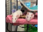 Adopt HOODIE a Silver or Gray Rat / Mixed small animal in Boston, MA (34901941)
