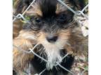 Mutt Puppy for sale in White Oak, GA, USA