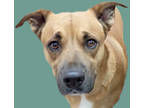 Adopt ODIE a Brown/Chocolate - with White Labrador Retriever / Mixed dog in