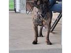 Bullmastiff Puppy for sale in Homeworth, OH, USA