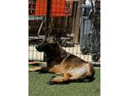 Adopt Trooper - Located in Texas a Tan/Yellow/Fawn - with Black Belgian Malinois