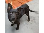 Adopt Levi a Black Mixed Breed (Medium) / Mixed dog in Farmington, NM (38882815)