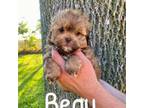 Shih-Poo Puppy for sale in Columbia City, IN, USA