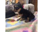 Yorkshire Terrier Puppy for sale in Seneca, IL, USA