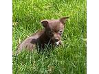 Chihuahua Puppy for sale in Flora, IN, USA