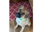 Adopt Hercules a Pug / Dachshund / Mixed dog in Salem, WI (38898580)