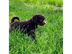 Mutt Puppy for sale in Warrensburg, MO, USA