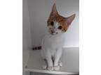 Adopt Princeton a Domestic Shorthair / Mixed (short coat) cat in Hyde Park