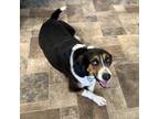 Adopt Rocky a Black Basset Hound / Beagle / Mixed dog in Wichita, KS (38882920)