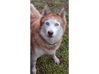 Adopt Yuki a Mixed Breed (Medium) / Mixed dog in Ocala, FL (38888546)