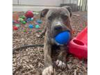 Adopt Magnolia a Gray/Silver/Salt & Pepper - with Black Terrier (Unknown Type