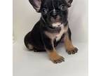 French Bulldog Puppy for sale in Woodbridge, VA, USA