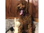 Goldendoodle Puppy for sale in Shawnee, OK, USA