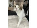 Adopt Peridot a Domestic Shorthair / Mixed (short coat) cat in Glenfield