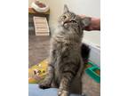 Adopt Bee a Domestic Longhair / Mixed (short coat) cat in Glenfield
