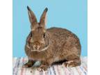 Adopt Tiki a Other/Unknown / Mixed rabbit in Richmond, CA (38895909)