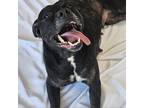 Adopt Princess a Brindle Mastiff / Pit Bull Terrier / Mixed dog in Bristol