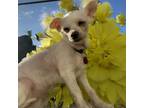 Adopt Angel a White - with Tan, Yellow or Fawn Jack Russell Terrier / Mixed dog