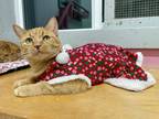 Adopt Chanterelle a Domestic Shorthair / Mixed (short coat) cat in Glenfield