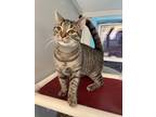 Adopt Rocky a Domestic Shorthair / Mixed (short coat) cat in Glenfield