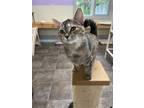Adopt Veda a Domestic Shorthair / Mixed (short coat) cat in Glenfield