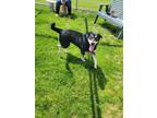 Adopt Bee a German Shepherd Dog / Husky / Mixed dog in Greenville, OH (38887523)