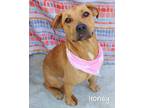 Adopt Honey a Black Mouth Cur / Mixed dog in Gautier, MS (38883211)
