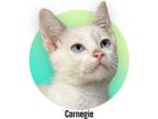 Adopt Carnegie a White (Mostly) Domestic Shorthair (short coat) cat in