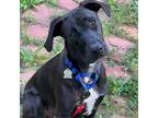 Adopt Barkley - 1727 a Black Labrador Retriever / Mixed Breed (Medium) / Mixed