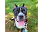 Adopt Delilah a Black Pit Bull Terrier / Mixed dog in Riverside, RI (38887085)