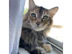 Adopt Ellie a Gray or Blue Domestic Mediumhair / Mixed cat in Galveston