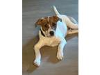 Adopt Sootywing a Australian Cattle Dog / Shepherd (Unknown Type) / Mixed dog in