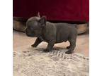 French Bulldog Puppy for sale in Hialeah, FL, USA