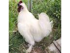 Adopt Irvin a Chicken bird in Gloucester, VA (38887777)