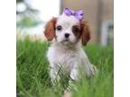 Cavalier King Charles Spaniel Puppy for sale in Dundee, OH, USA