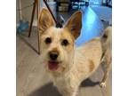 Adopt Bori a White - with Brown or Chocolate Terrier (Unknown Type