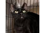 Adopt KT a All Black Domestic Shorthair / Mixed cat in Tempe, AZ (38887624)
