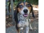 Adopt Stanella a Black Beagle / Mixed dog in Monroeville, AL (38897429)