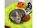 Adopt Annie a Domestic Shorthair cat in Calimesa, CA (38899791)