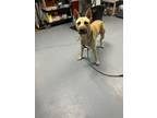 Adopt Clyde a Tan/Yellow/Fawn German Shepherd Dog / Mixed dog in Daytona Beach